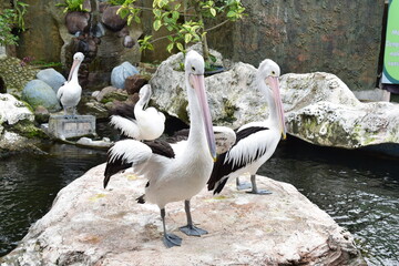 Australian Pelicans Standing on Rocks  in a Tranquil Zoo Habitat, Displaying Natural Behavior and Graceful Posture