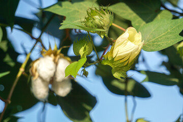 leaves Cotton flowers, among green leaves and soft blurred style for background, selective focus point.