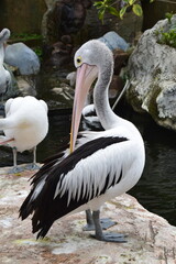 Australian Pelicans Standing on Rocks  in a Tranquil Zoo Habitat, Displaying Natural Behavior and Graceful Posture