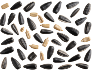 Peeled Sunflower Seeds Scattered Randomly, Top View, isolated on transparent background PNG