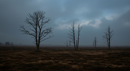 Misty Landscape Scene, Leafless Trees, Foggy Meadow, Nature Photography, Serene Environment, Wide Angle, Tranquility in Focus