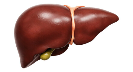 Human Liver Anatomy: An intricate and detailed medical illustration of the human liver, showcasing its complex structure.