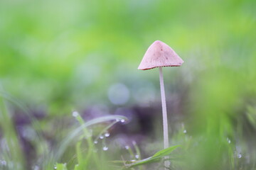 緑の草の上に生えたキノコ