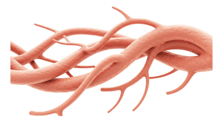 Arterial Pathways: A detailed depiction of a network of vital arteries, branching and interweaving to sustain life.