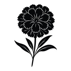sweet William flower silhouette on white background.