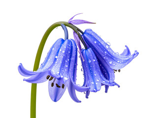Fototapeta premium Bluebell Flower in Dewy Morning Light with Water Droplets, isolated on a transparent background