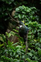 Tui bird (Prosthemadera novaeseelandiae) perched on a branch at Mt Maunganui, New Zealand.