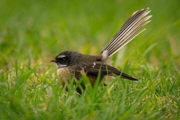 Close-up of a bird with a fan-shaped tail perched on green grass at Mt Maunganui, New Zealand.