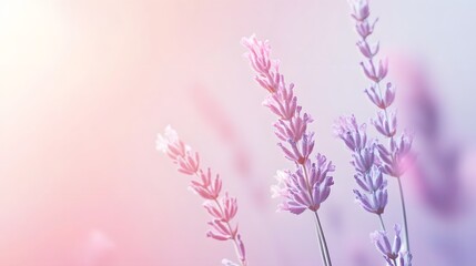 Obraz premium Delicate lavender blossoms in soft pastel hues.