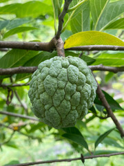 Fototapeta premium green ripe sugar apple on the branch