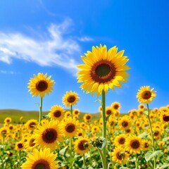 Fototapeta premium field of sunflowers against blue sky