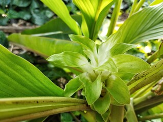Obraz premium Turmeric flower (Curcuma longa) in outdoor garden 