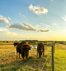 Bison at sunset
