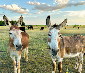 Donkey at sunset