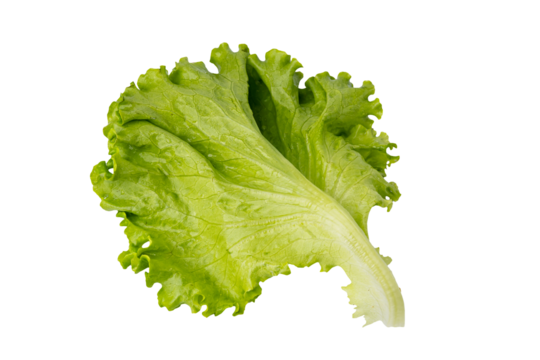 fresh green leaf lettuce isolated on white background