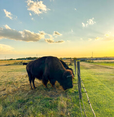 Bison at sunset