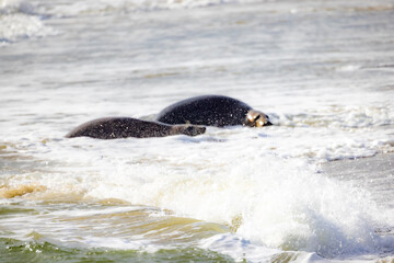 Two playful seals joyfully surf the gentle ocean waves, showcasing their remarkable natural beauty and aquatic grace