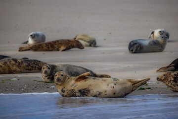 A group of seals lounges on a sandy beach, showcasing their natural habitat and unique sunbathing behavior