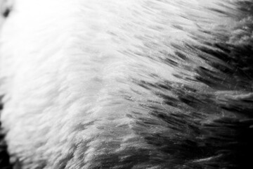 Close-Up View of Textured Fur in Black and White Photography