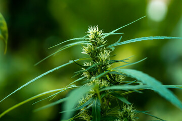 Close-Up View of Beautiful Cannabis Plant with Green Leaves and Buds