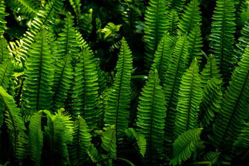 Lush Green Fern Leaves in Dense Forest for Natural Aesthetic