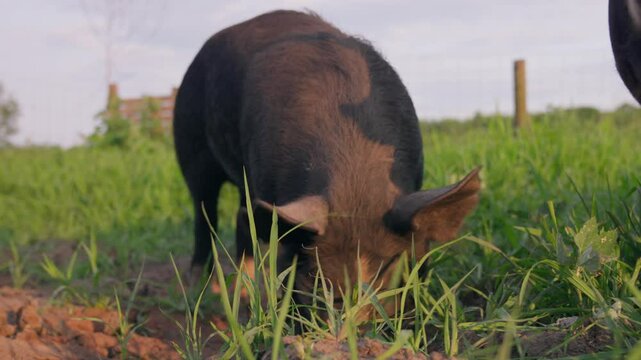 Free-range pig grazing at sunset on a Japanese farm &ndash; (4K_24fps)