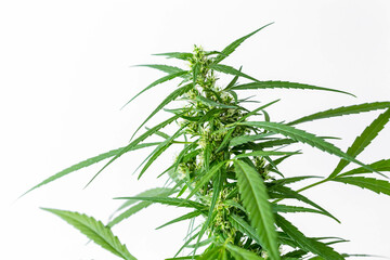 Green Cannabis Plant with Leaves Against White Background