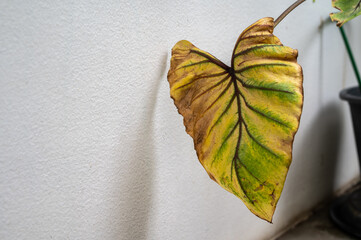 A leaf of Colocasia Pharaoh's Mask having sunburn damaged. Plant sunburn (also known as leaf sunscald or scorch) occurs when a plant is abruptly exposed to a brightly-lit area.