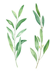 Vector Minimalist Olive Branches. Hand-Painted Watercolor Greenery Clipart