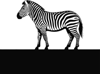 Black and white zebra standing animal wildlife