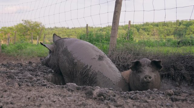 Black pigs wallowing in mud at a traditional Japanese free-range farm &ndash; (4K_24fps)
