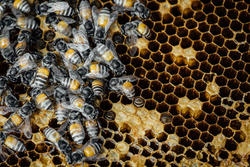 Close-Up of Honey Bees on a Honeycomb with Natural Patterns