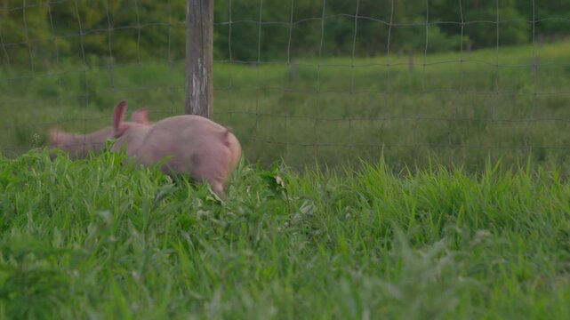 Piglets exploring lush grassland on a Japanese heritage farm in Hokkaido &ndash; (4K_24fps)