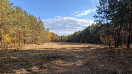 Fototapeta premium Autumn forest path under a clear sky. Possible use Nature background