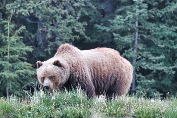Yukon Territories, Canada