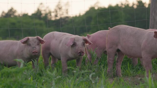 Free-range piglets on a rural pasture in Hokkaido, Japan &ndash; (4K_24fps)