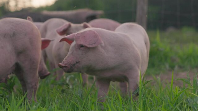 Large White and Duroc piglets roaming free in Hokkaido countryside &ndash; (4K_24fps)