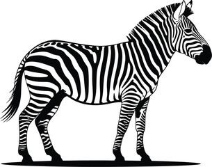 Striking zebra standing profile animal wildlife