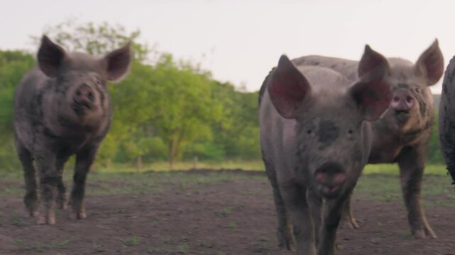 White pasture pig wallowing in mud &ndash; Free-range livestock farming (4K_24fps)