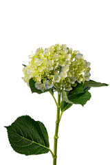 hydrangea flower on white background
