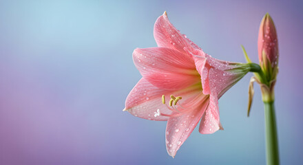 Fototapeta premium Pink Amaryllis Flower Dew Drops Spring Blossom Nature Bloom Garden Fresh