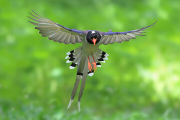 Obraz premium A beautiful red-billed blue magpie flying in the forest.