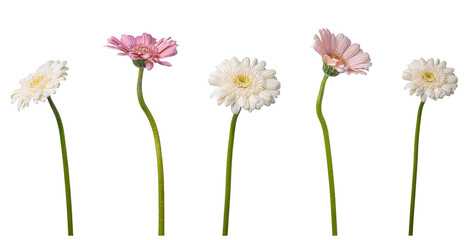 gerbera flowers, white and pink, on white background.