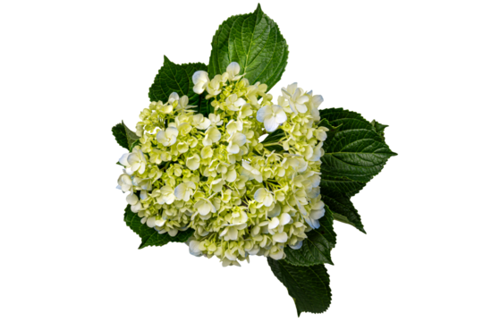 hydrangea blossom with green leaves on white background