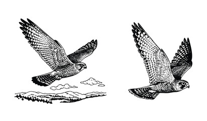 Hawks soar over a landscape, isolated on white background, captured in a detailed, handdrawn illustration style