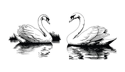 Elegant swans reflected in water, drawn in a vintage style, isolated on white background