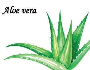 Vector Watercolor Aloe Vera Plant with Text on White Background