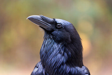 Close-up side view portrait of common raven Corvus corax