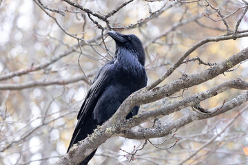 Common raven Corvus corax with head turned right perched on a branch with lichen