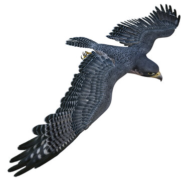 3D rendered flying falcon - 3D Illustration